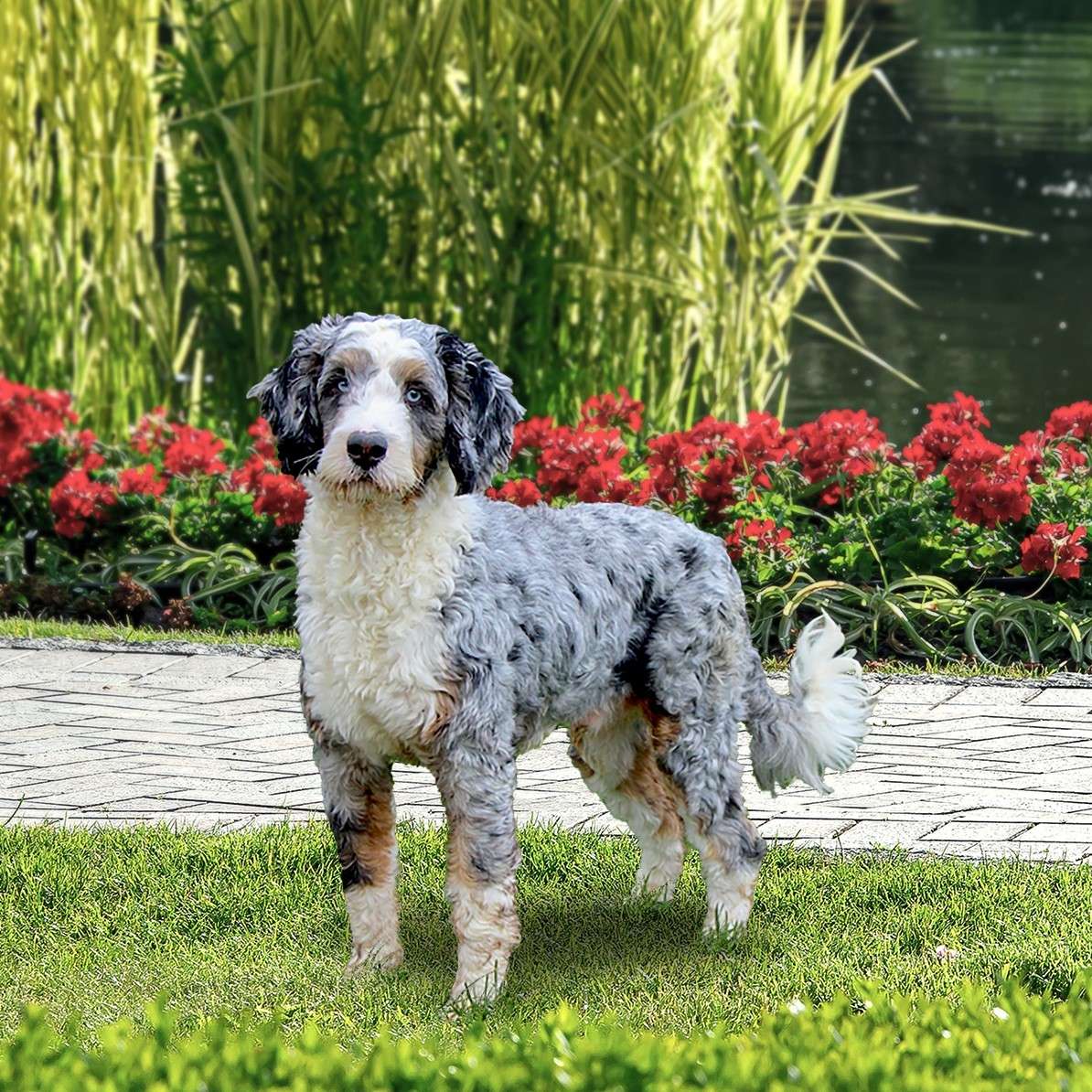 Standards Beautiful full grown Bernedoodle used in the breeding program at Dream Villa Pets in Pennsylvania